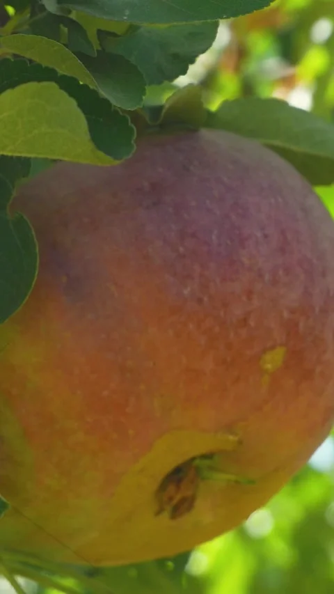 Ripe Red Apple Growing on an Apple Tree Branch in Summer Garden Stock Footage 346518753