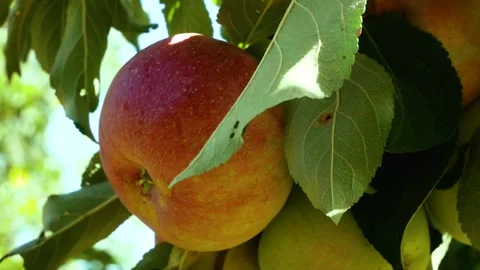 Ripe Red Apple Growing on an Apple Tree Branch in Summer Garden Stock Footage 346609983