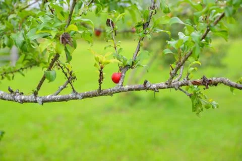 Ripe Red Apple Growing on a Fruit Tree Branch Stock Photos