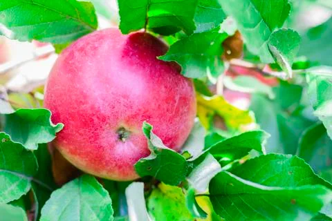 Ripe red apple grows on an apple tree in the garden Stock Photos