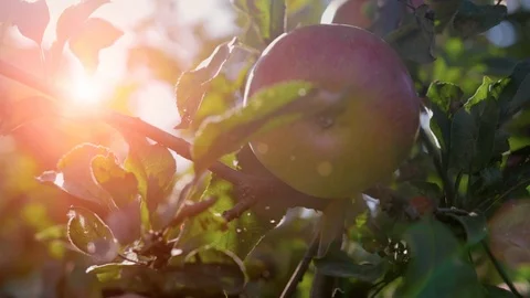 Ripe red Apple hanging on a tree branch against the sunset Stock Footage 103411205