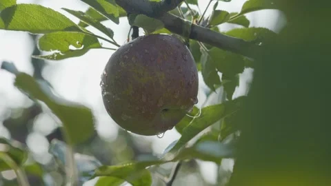 Ripe Red Apple Hanging on Tree Branch with Water Drops Vídeos de archivo 332879634