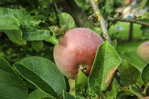 Ripe red apple hanging from a tree branch surrounded by green leaves Stock Photos