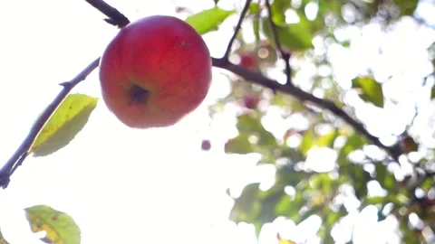 A ripe red apple hangs on a branch of an apple tree against a white sky backg Stock Footage 162683620