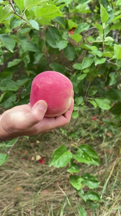 Ripe Red Apple Harvested by Strong Mans Hand from Garden Tree Showing Masculine Stock Footage 345174076