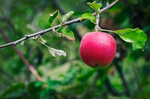 Ripe red apple Stock Photos