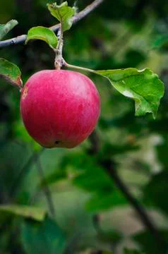 Ripe red apple Stock Photos