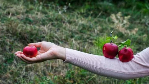 Ripe red apple Stock Photos