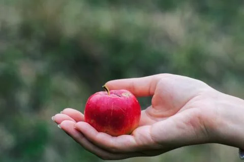 Ripe red apple Stock Photos