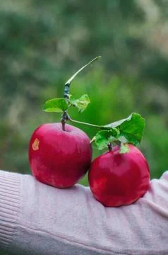 Ripe red apple Stock Photos