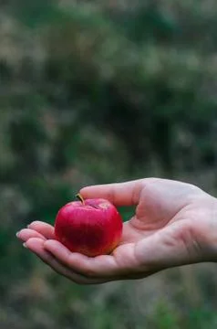 Ripe red apple Stock Photos