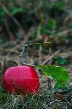 Ripe red apple Stock Photos