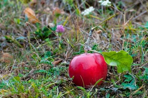 Ripe red apple Stock Photos