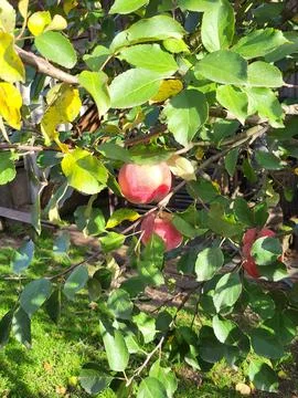 Ripe Red Apple in Tree Canopy for Fruit Farming and Eco Market Graphics Stock Photos
