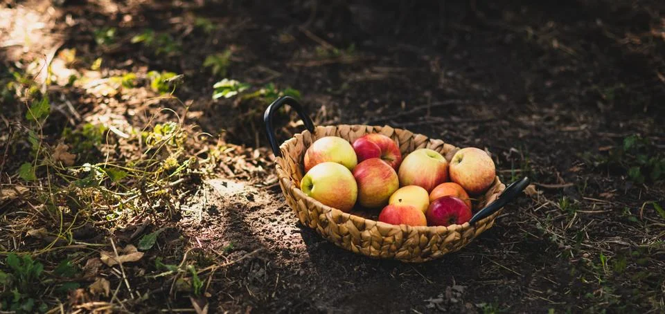 Ripe red apples and pears in basket on grass on grass. Stock Photos