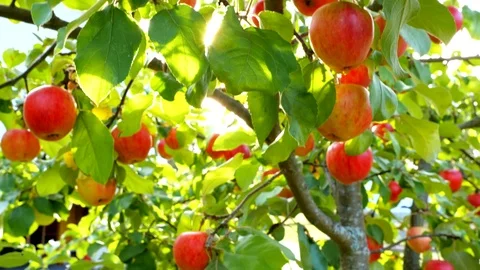 Ripe red apples on the apple tree. Gimbal shot of apple brach with sun beaking Stock Footage 119470991
