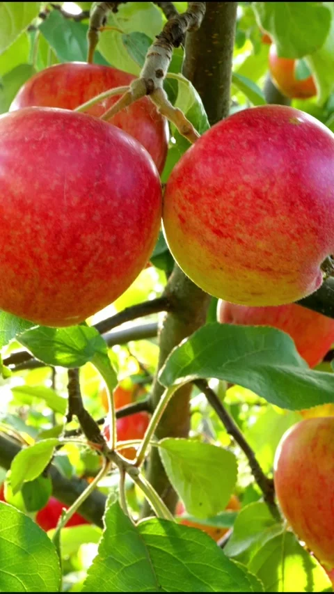 Ripe red apples on the apple tree. Gimbal shot of apple brach Video stock 293690190