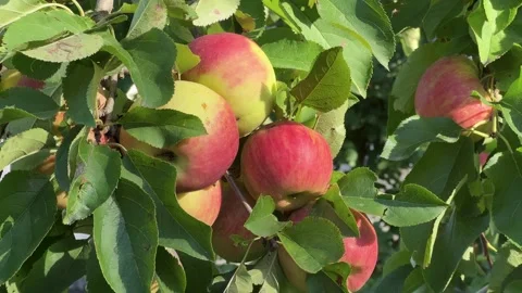 Ripe red apples on apple tree branches with dense green leaves creating natural Video stock 316416632