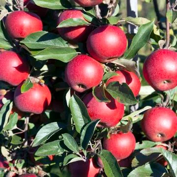 Ripe red apples on apple tree in sunshine ready for harvest Stock Photos