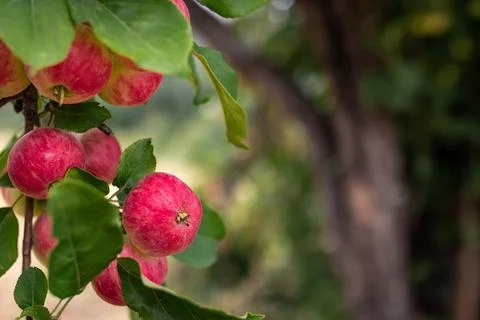 Ripe red apples on an apple tree branch on a clear summer day in the garden Stock Photos