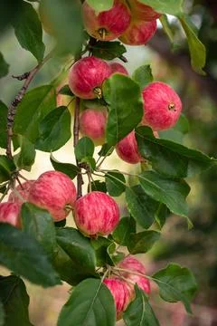 Ripe red apples on an apple tree branch on a clear summer day in the garden Stock Photos