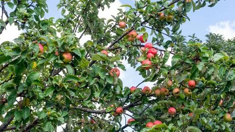 Ripe Red Apples on Apple Tree Branches in Summer Garden 库存照片