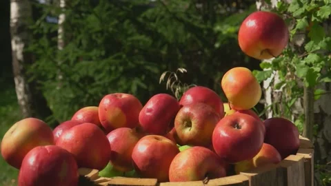Ripe red apples are falling into the wooden barell full of green apples Stock Footage 213230105