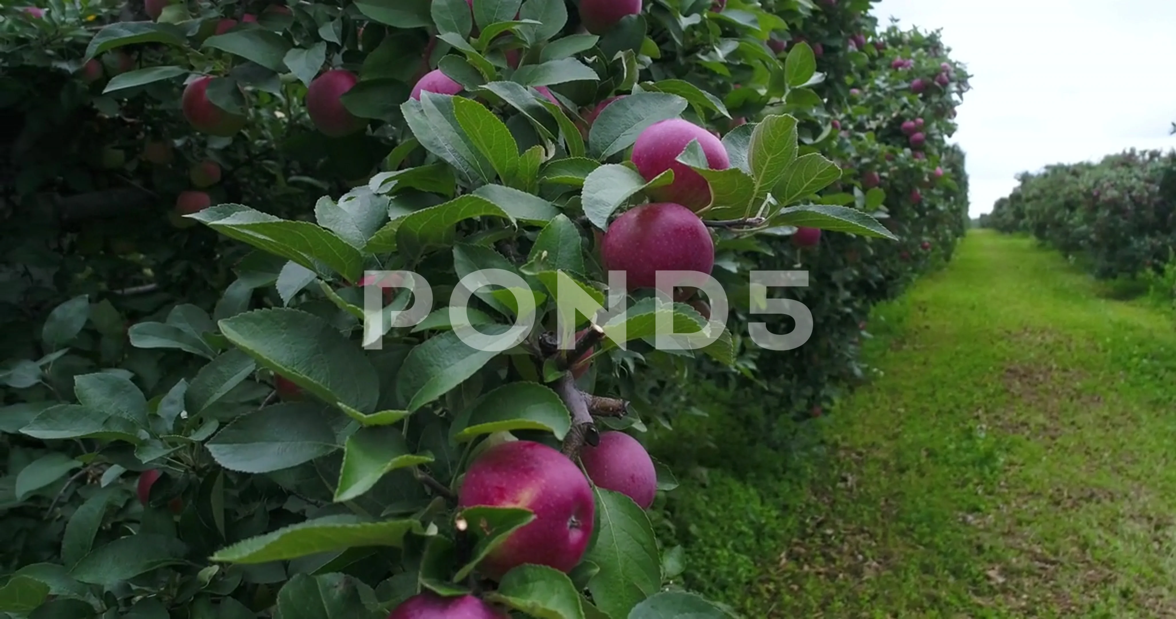 Apple tree. Branch of ripe red apples on a tree in a garden