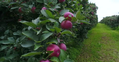 Ripe Red Apples On Branches Of Trees On The Orchard Row On Overcast Day Stock Footage 199755693