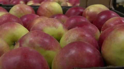 Ripe red apples in cardboard boxes. Video stock 129132817
