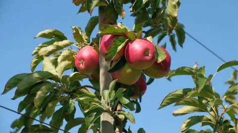 Ripe red apples Stock Footage 162634530