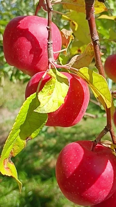 Ripe red apples growing on apple tree Видео 345326503