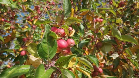 Ripe red apples hang from branches, swaying in autumn breeze, close-up Stock Footage 339039316