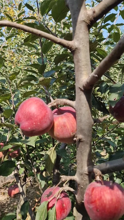 Ripe red apples hang on leafy tree branches in a sunny orchard. Bright autumn su Stock Footage 345343795