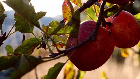 Ripe red apples hang from a tree in sunshine meadow Stock Footage 221438268