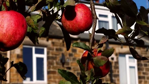 Ripe red apples hang from a tree in suburbs house Video stock 225924818