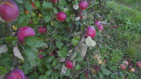 Ripe red apples hanging on branches in a sunny autumn orchard Stock Footage 340420536