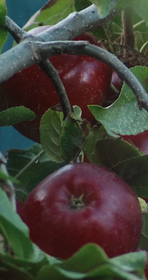 Ripe Red Apples Hanging on Orchard Tree Branches Ready for Harvest | Vertical Stock Footage 346486877