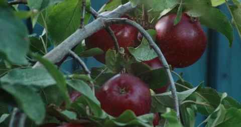 Ripe Red Apples Hanging on Orchard Tree Branches Ready for Autumn Harvest Stock Footage 346486879