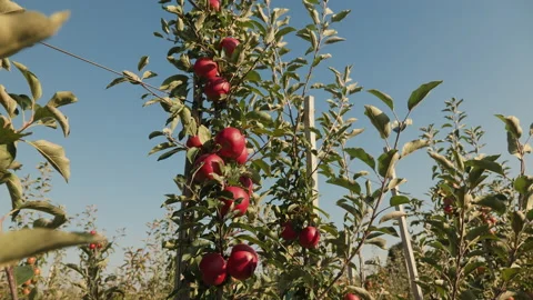 Ripe red apples hanging from a tree branch in an apple orchard Stock Footage 160953577