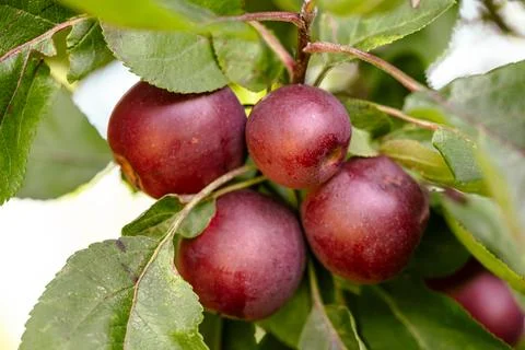 Ripe red apples hanging on a tree branch among green leaves. 스톡 사진