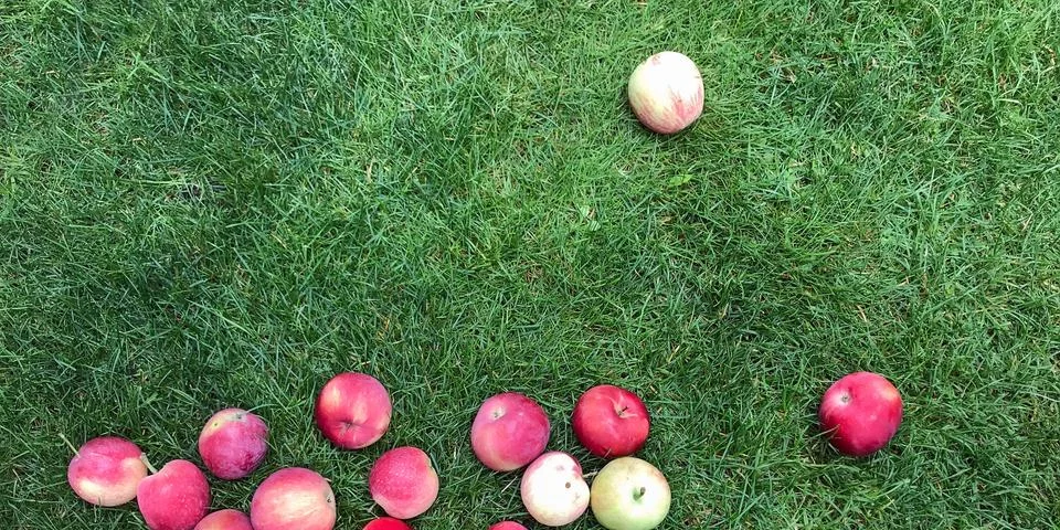 Ripe red apples lie on the grass under the tree Stock Photos