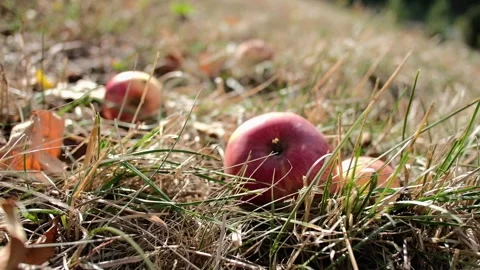 Ripe red apples lying on dry grass in autumn orchard garden 库存影片 347269012