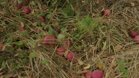 Ripe red apples lying meadow under apple tree Stock Footage 211386202