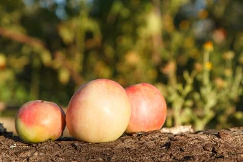 Ripe red apples lying on the trunk of a fallen tree Stock Photos