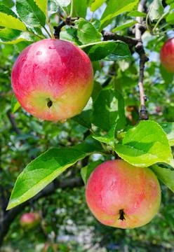 Ripe red apples Stock Photos