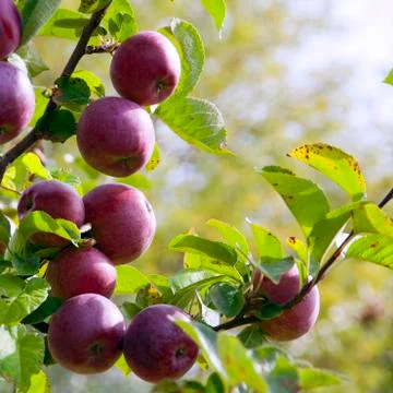 Ripe red apples Stock Photos