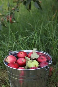 Ripe red apples Stock Photos