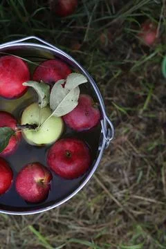 Ripe red apples Stock Photos