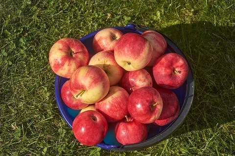 Ripe red apples in a plastic bucket on the lawn 스톡 사진